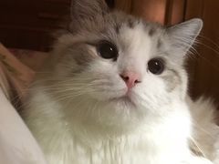 -糯米喵星人总部直营旗舰店·猫舍·幼猫出售