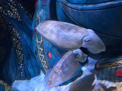 -亚龙湾海底世界