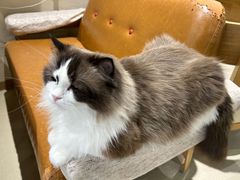 -藏猫猫咖啡主题馆(中央大道店)