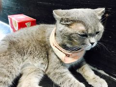 -猫色咖啡·猫咖
