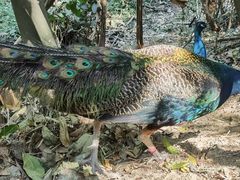 -西双版纳原始森林公园