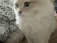 -博特宠物医院24h犬猫全科.骨科·异宠