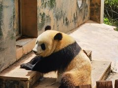 -中国大熊猫保护研究中心雅安碧峰峡基地