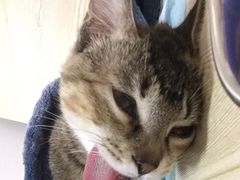 -乐派堂宠物医院·猫友好· 心脏科(东街店)
