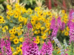 -海心沙亚运公园