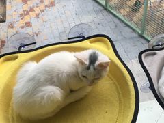 -有猫主题·治愈系猫咖(曾厝垵店)