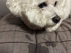 -乖乖宠物医院·猫科·骨科·24小时(云岗分院)