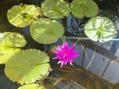 -国家植物园南园