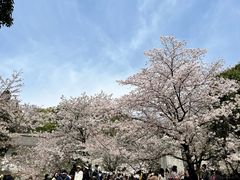 -武汉大学-樱园