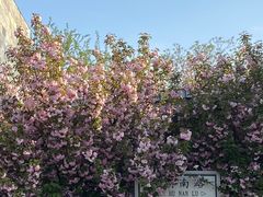 -石家庄市植物园