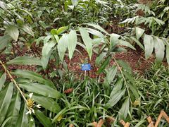 -中国科学院西双版纳热带植物园