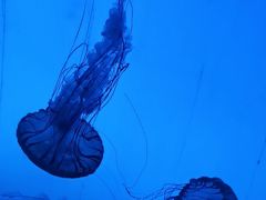 -上海海洋水族馆