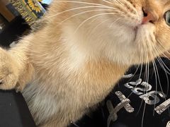 -平行世界·猫咖(首经贸店)