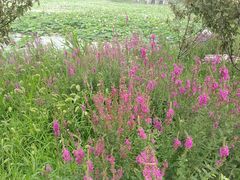 -天津东丽湖风景区