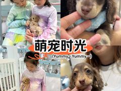 -萌宠之家·腊肠犬·马尔泰·小体犬舍