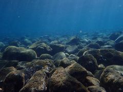 -飞鱼&摩娜潜水度假村