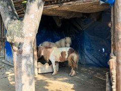 -泉州海丝野生动物世界