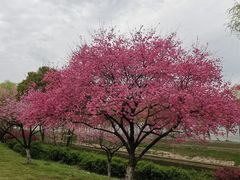 -羊山湖公园