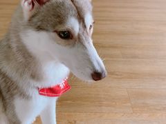 -Husky Go! 哈士奇体验馆·宠物咖啡厅狗咖