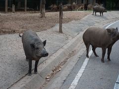 -清迈夜间动物园