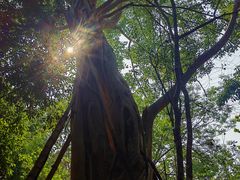 -中国科学院西双版纳热带植物园