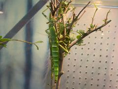 -上海大自然野生昆虫馆(东方明珠·爬宠昆虫探索中心)