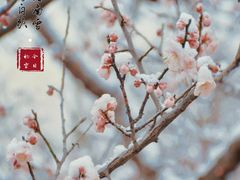 -梅花山(明孝陵内)