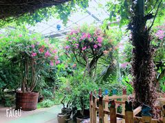 -呀路古热带植物园
