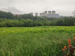 -贵阳市花溪国家城市湿地公园