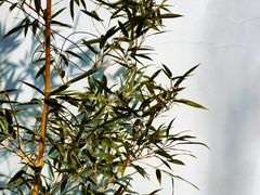 -荣国府
