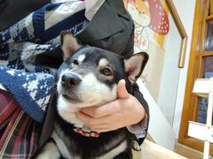 -是阿柴呀！柴犬咖啡·爱喵喵猫咖