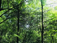 -青峰峡国家森林公园