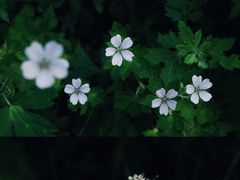 -龙窝子