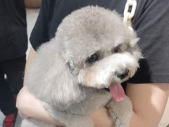-FAELING PETS美天灵宠物(富力广场店)