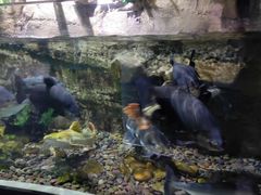 -迪拜水族馆及水下动物园