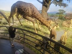 -国家自然博物馆