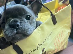 -艾吉宠物医院·疑难杂症转诊中心·猫友好(碧江路院)