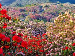 -贵州百里杜鹃风景名胜区
