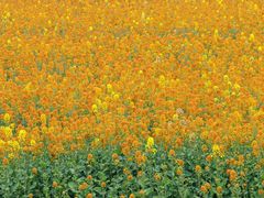 -中国天府农业博览园