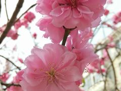 -桃花堤公园