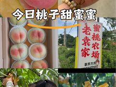 -老袁家蜜桃农场·阳山水蜜桃