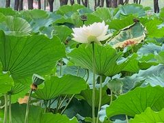 -莲花池公园