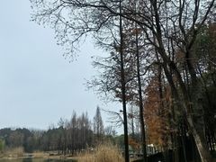-贡湖湾湿地公园