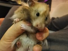 -达爱动物医院·犬猫分区·CT·复杂眼科(远洋山水分院)