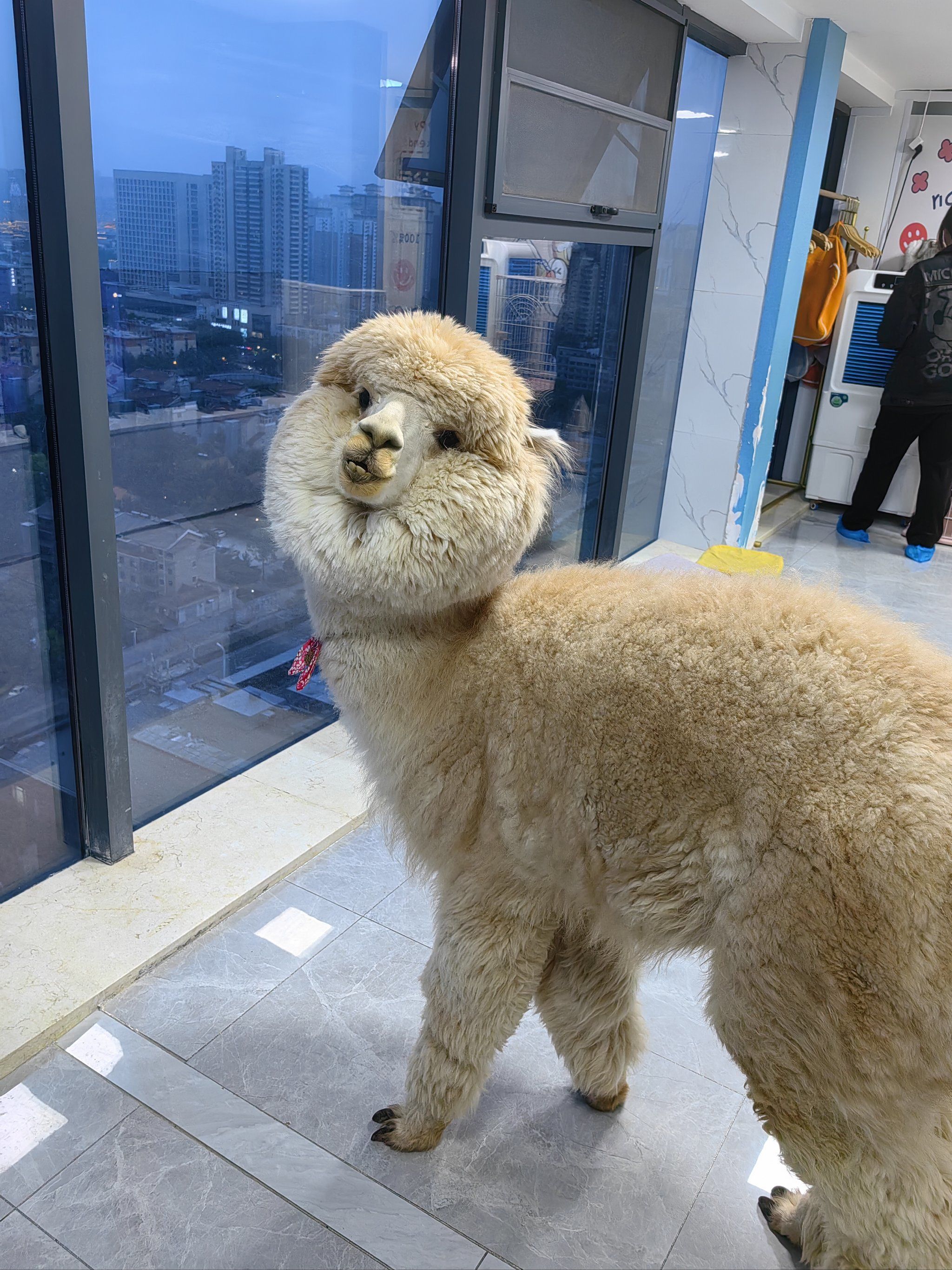 羊驼为什么那么贵