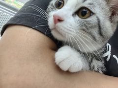 -瑞派动物医院·猫专科·至诚(江南中分院)