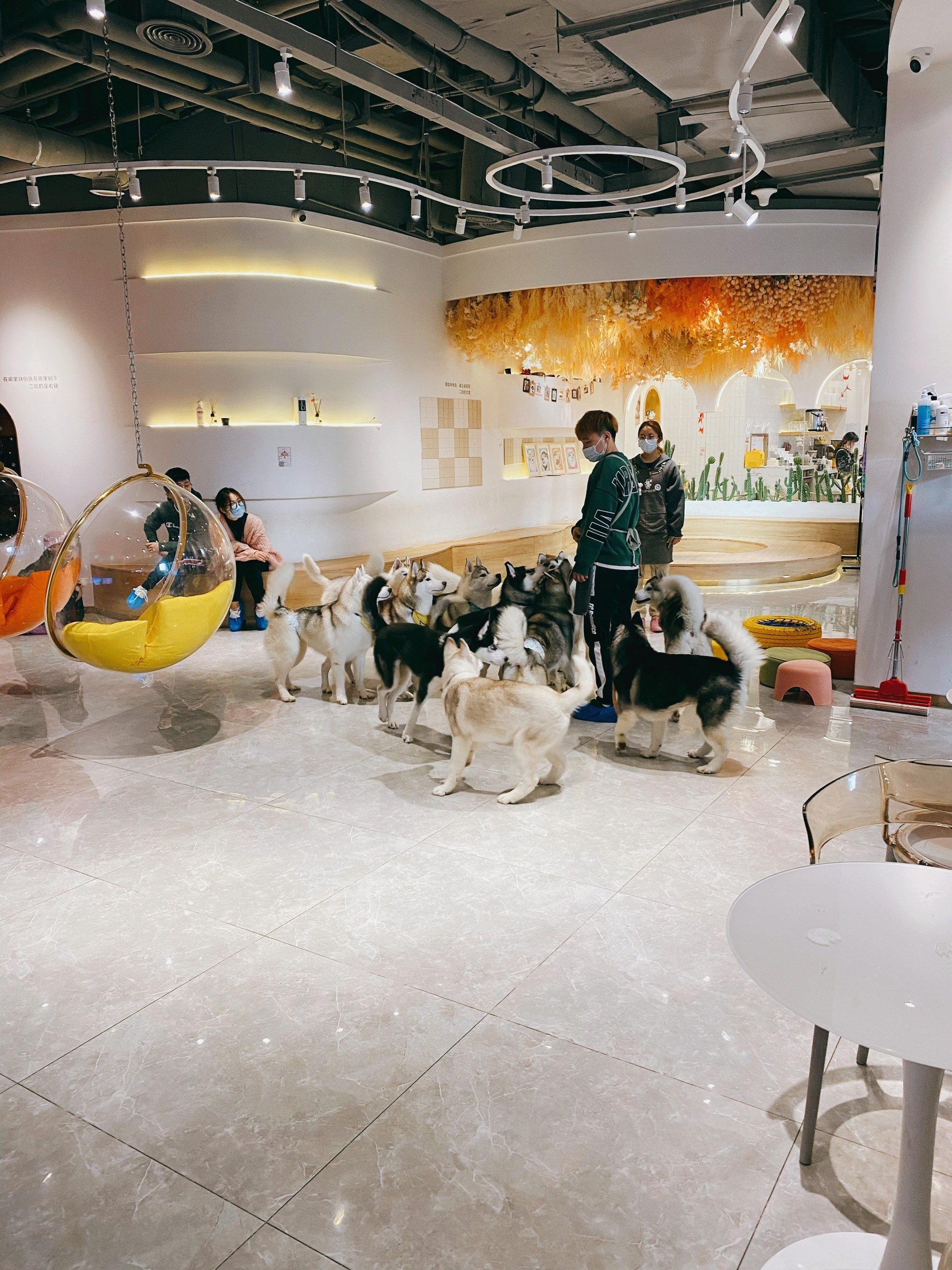 魔都哈士奇体验馆·宠物咖啡·狗咖