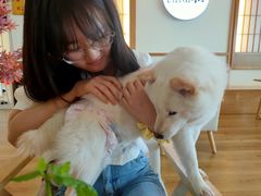 -柴犬小屋·柴餐厅·狗咖食堂(金鼎广场店)