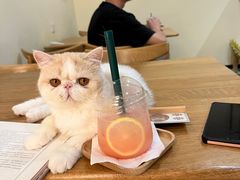 -滚猫咖啡·猫咖·猫友好撸猫(未来城店)