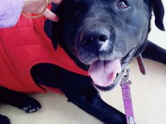 -瑞派宠物医院·中兽医专科(中央商城分院)